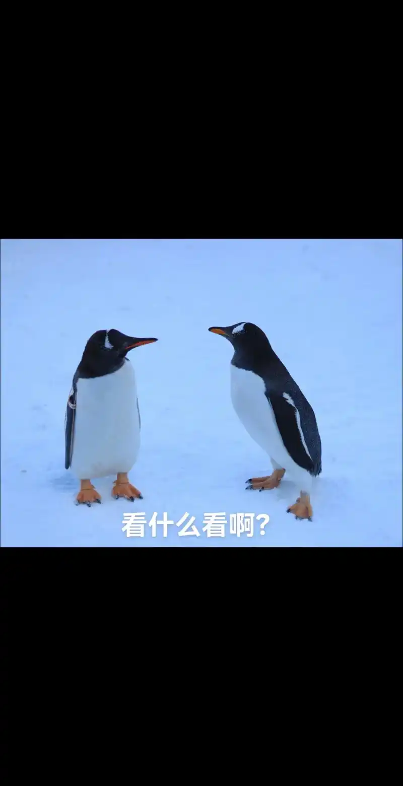哈哈小企鹅表情包.#企鹅 #哈尔滨的企鹅满街跑 #极地馆#哈 - 抖音