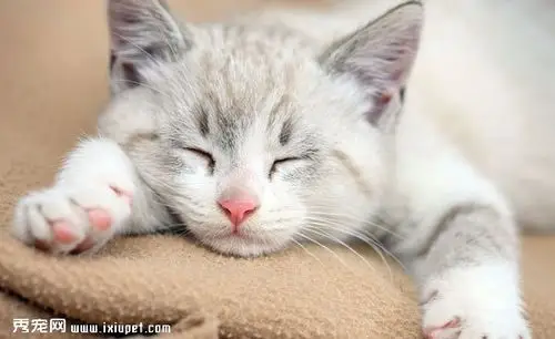 小奶猫睡觉时候的照片大全组图2