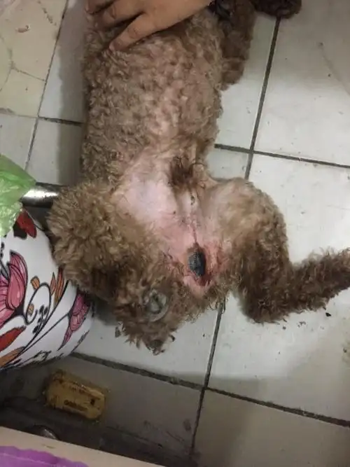 给狗狗做美容回来第三天狗狗下面就起了一个红疙瘩,过了两天就成这样