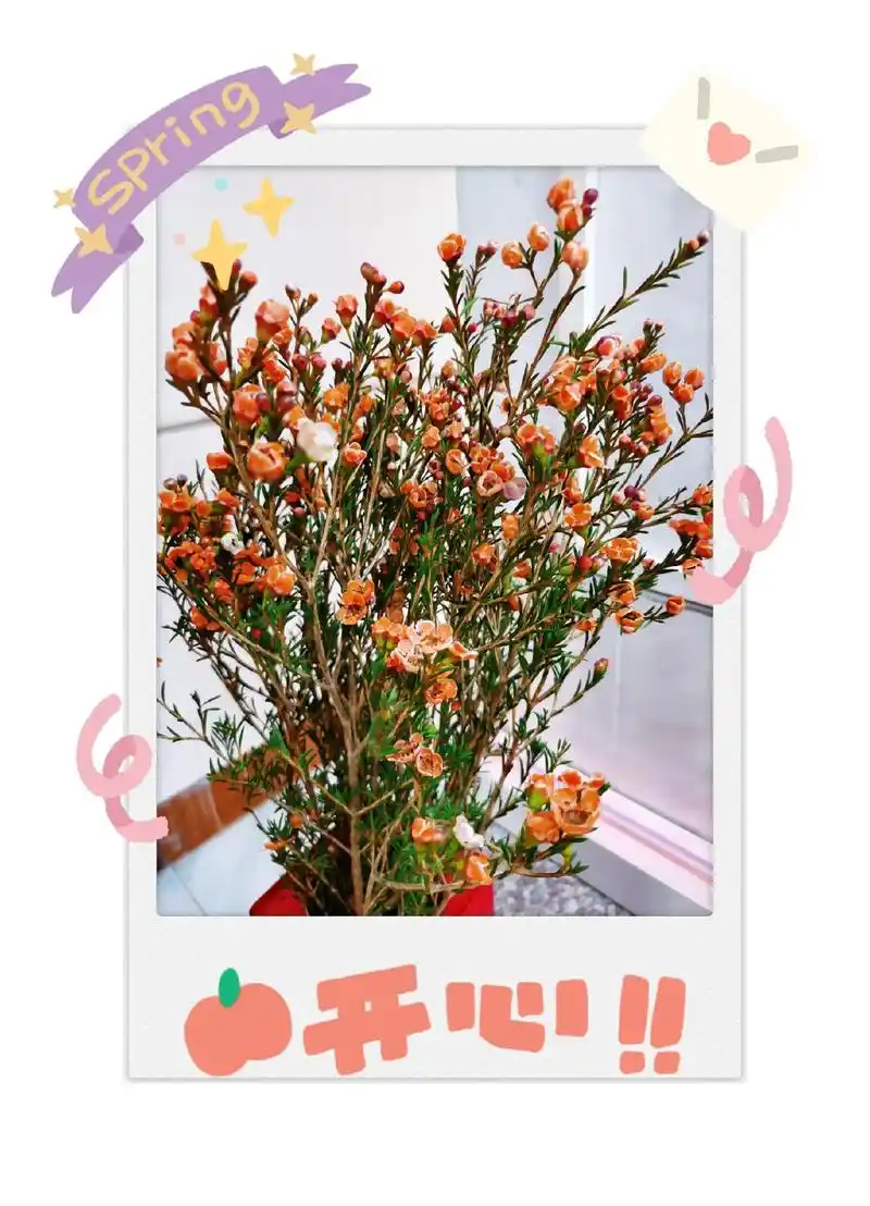 腊梅一最好养的花了 "腊梅的花语为独立, - 抖音