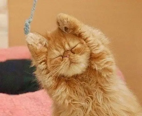 加菲猫眼睛封上睁不开加菲猫眼睛睁不开