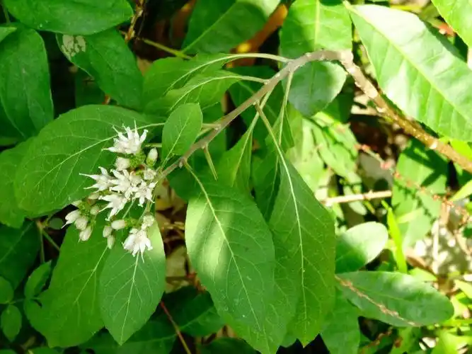 将军叶功效与作用