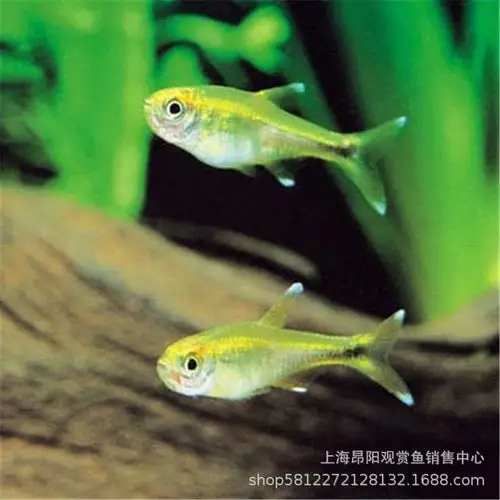 迷你灯鱼活体 满天星小型灯科鱼 草缸群游 淡水鱼热带观赏鱼 批发