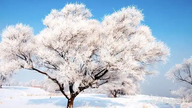 东北之冬,吉林"雾凇岛"的"树挂"奇观