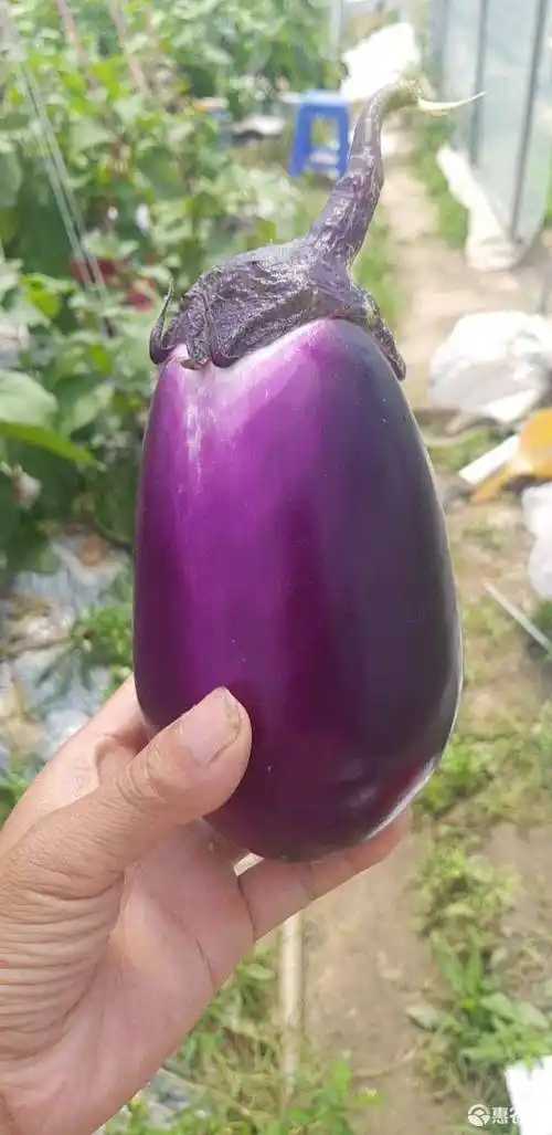 紫冠茄子 精品圆茄基地直发