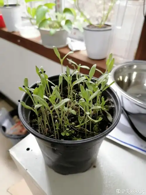 满天星种子撒土里,4天冒出"小豆芽",开花满盆都是"星星"