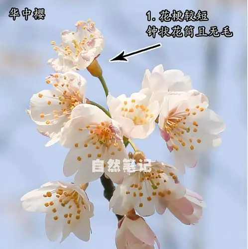 6. 华中樱;花梗较短,钟状花筒,且无毛.