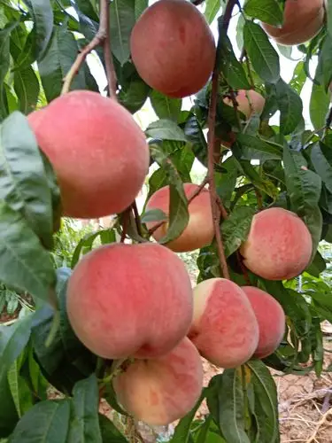 肥城仪阳刘台一组刘培俭桃园欢迎您!