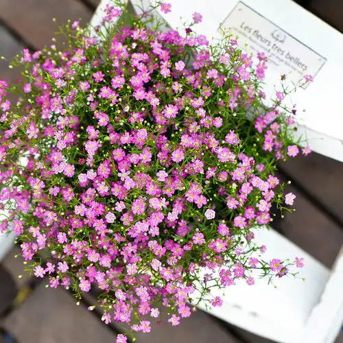 暖暖半岛满天星细叶吉普赛可爱小花盆栽花卉阳台花卉