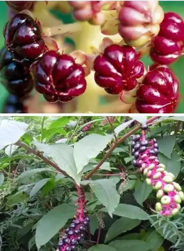 四川省食药监提醒:这三种植物不能吃 当心有毒