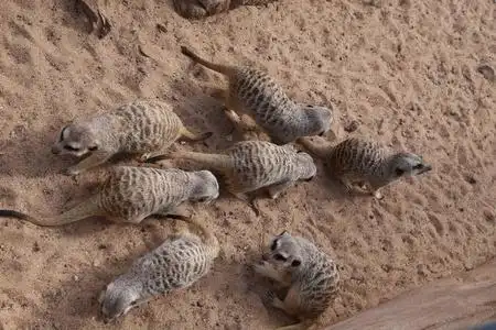 谨慎的小哺乳动物图片