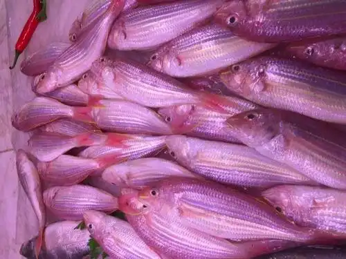 新鲜红三鱼(涨鲤)(约500g)