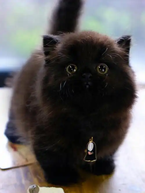 黑不溜秋不太好找纯黑拿破仑矮脚猫