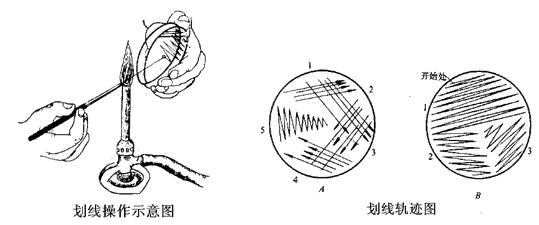 平板划线分离操作法示意图