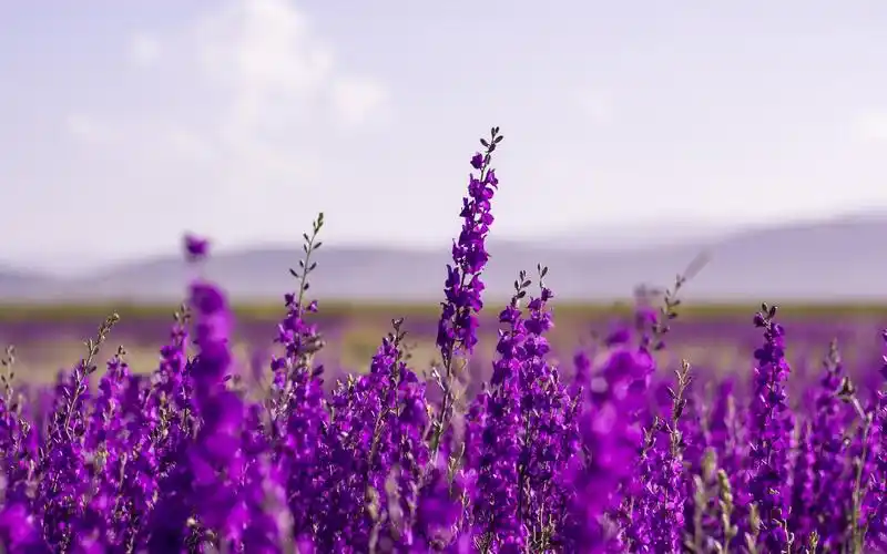 高清唯美的薰衣草风光