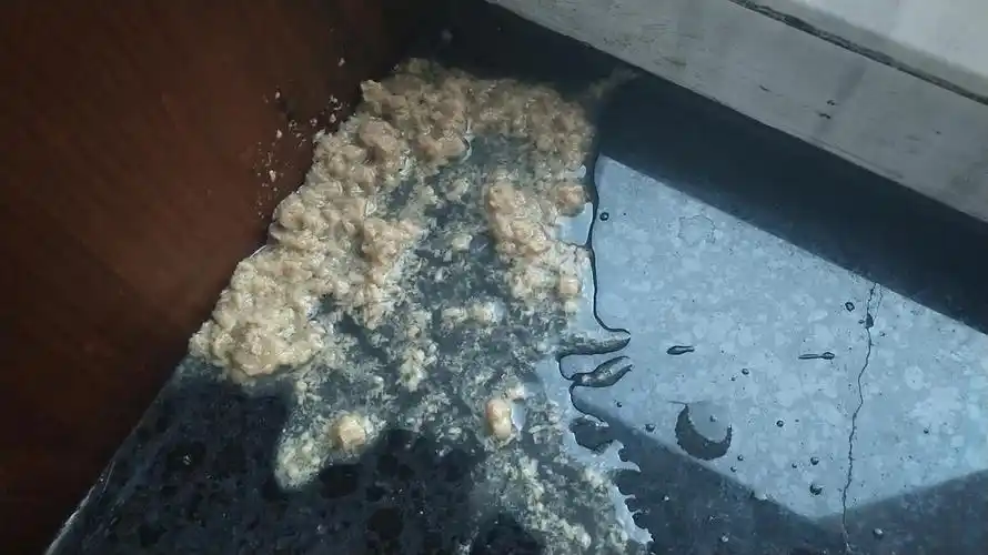 【求助】猫猫突然吐了(呕吐物图片预警)