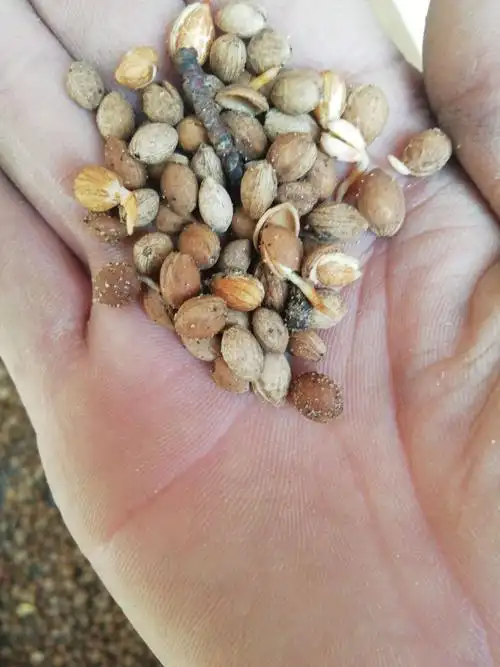 沙藏樱桃种子出芽率95%以上,品种纯正,提供种植播种技术