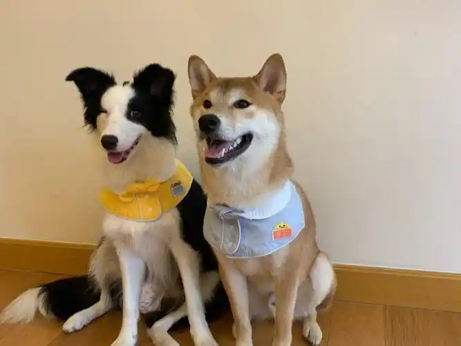 柴犬栗子和边牧wink的日常