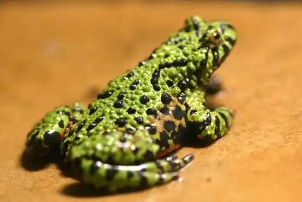 i>bombina orientalis /i>)是铃蟾科,铃蟾属两栖动物