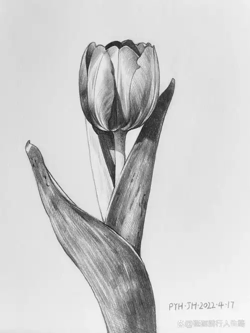 原创 | 素描花卉郁金香【步骤分享】