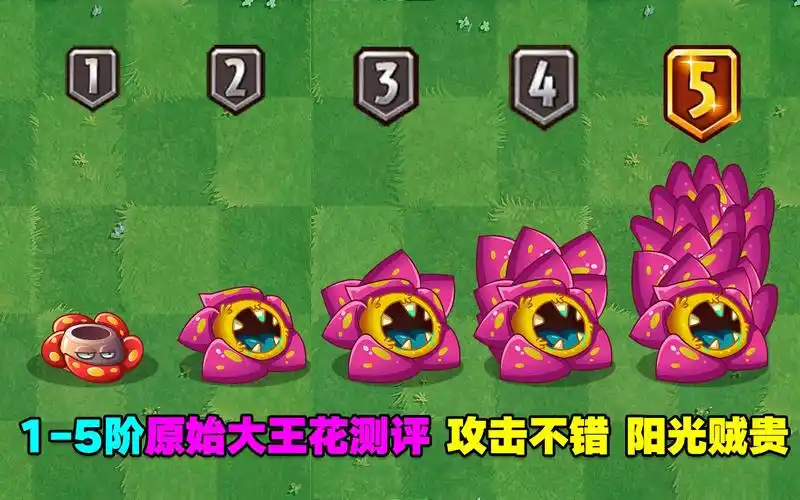 15阶原始大王花测评1阶攻击不错5阶攻击牛逼可惜阳光太贵