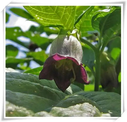出售 颠茄流浸膏 莨菪碱