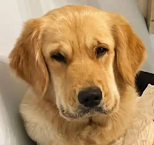 金毛困得眼睛睁不开,但怕主人偷玩就强撑着,表情严肃又好笑_阿葵_毛