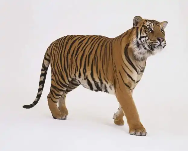 无人,走,横图,室内,特写,白天,白色背景,侧面,哺乳动物,虎,野生动物