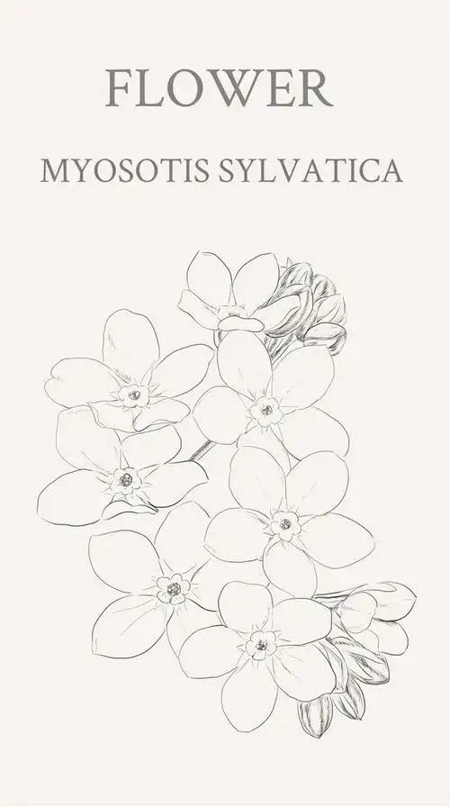 勿忘我(学名:myosotis sylv.
