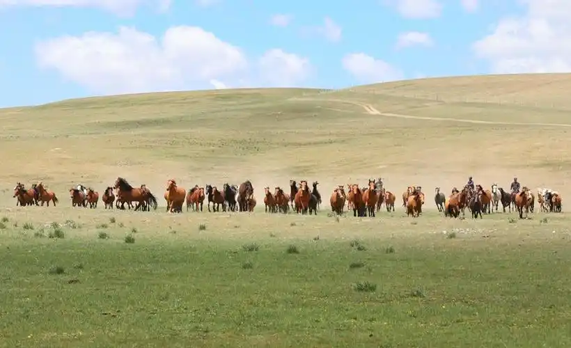 骏马在山丹马场奔驰.王超摄