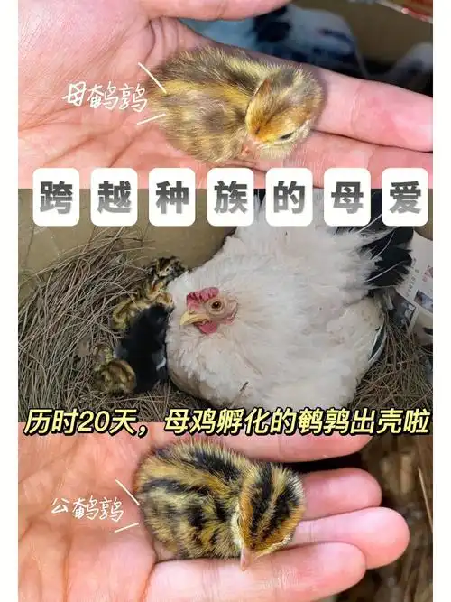 辨雌雄干货看如何辨别公鹌鹑和母鹌鹑