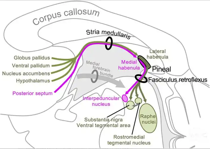 神外解剖学下丘脑多图详解