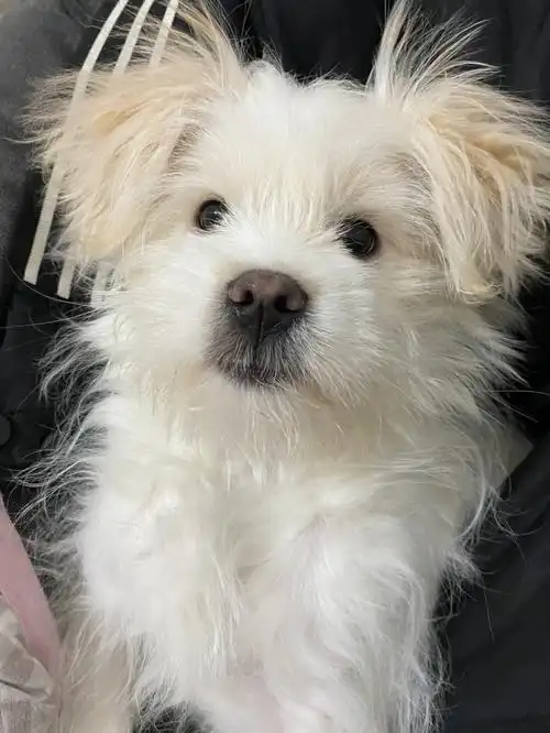 比熊串串5个半月啦