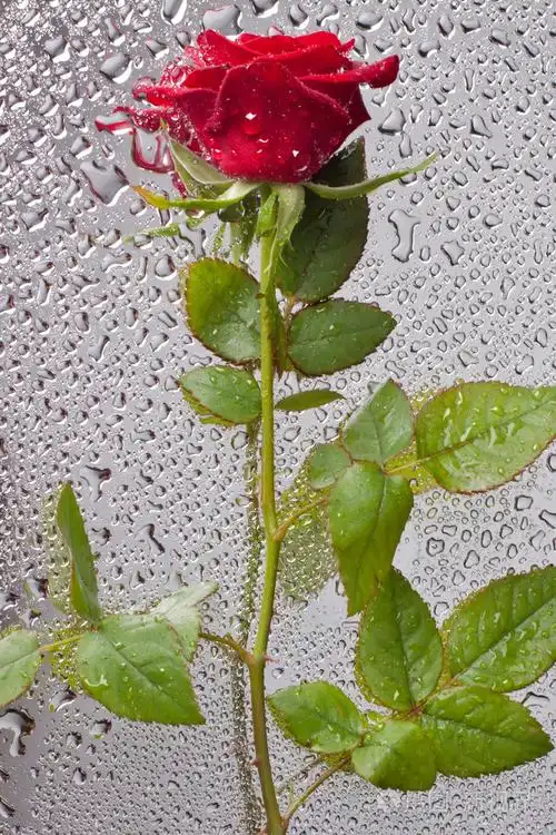 美丽特写玫瑰水滴