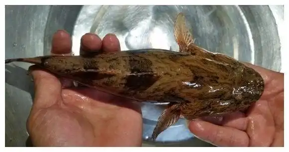 这种趴地虎已成稀罕货几十一斤不好买价格越来越贵