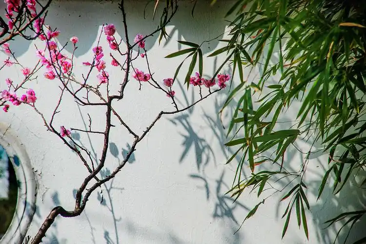梅竹情