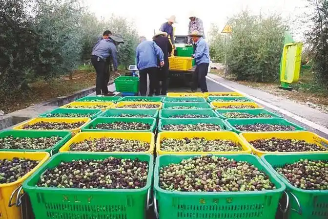 湖北鑫榄源油橄榄科技有限公司位于郧阳的油橄榄种植园.