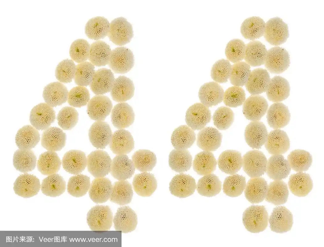 阿拉伯数字44,44,来自菊花的奶油花,孤立在白色背景上