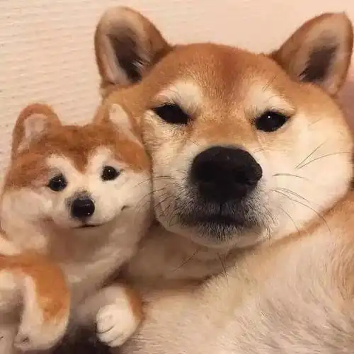 组合头像|我们都那么忙,哪里顾得上遗憾