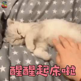 萌宠猫醒醒起床啦撩人soogifsoogif出品gif动图_动态图_表情包下载