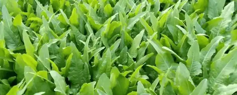 油麦菜多少天成熟,农敢网油麦菜生长周期