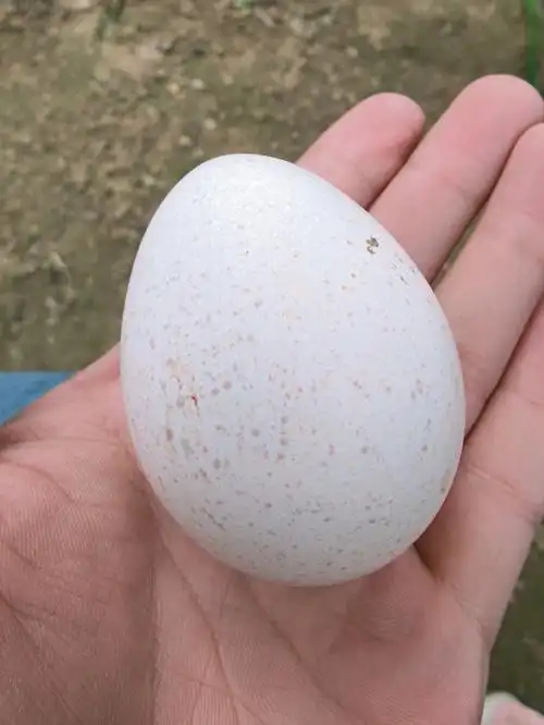 第一次见火鸡蛋04