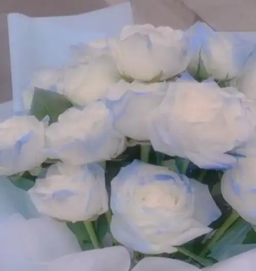 "我们的爱是星辰和大海"蓝玫瑰朋友圈背景/文案配图自截自调色原图源