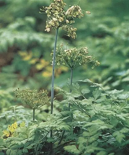 展开全部 野生当归,,,当归,中药名.