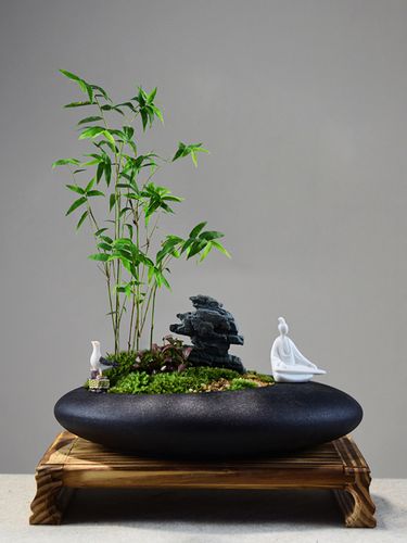 米竹凤尾盆景观赏竹子盆栽好养室内办公室桌面花盆