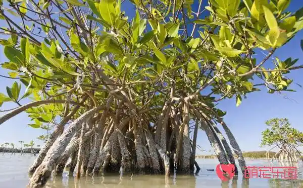 笑树为什么会笑-开心一宠