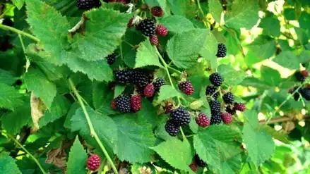 blackberrybusheslotsofblackberriesgrowinginthefield