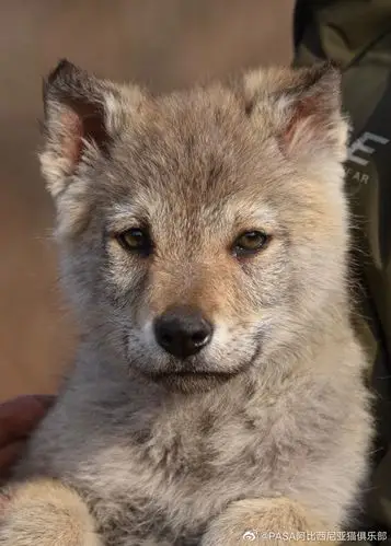 捷克狼犬幼崽