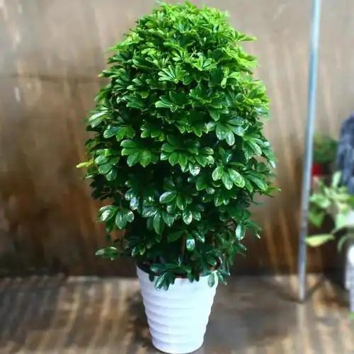 2,发财树有哪几种:发财树的品种有哪些呢?