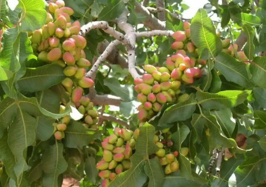 开心果的果树原来长这样